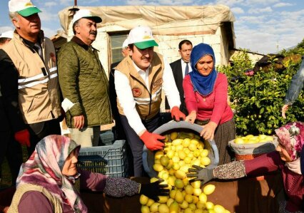 ERDEMLİ'de  Lamas Limonu Hasadı Başladı