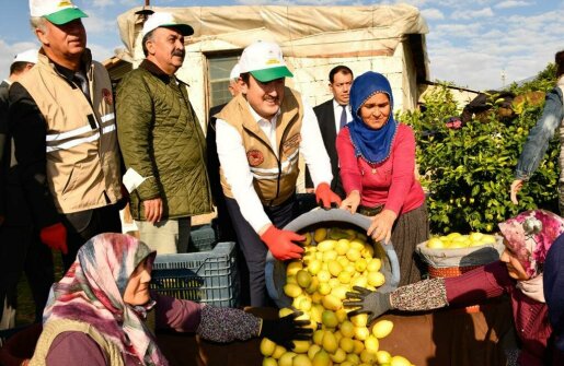 ERDEMLİ'de  Lamas Limonu Hasadı Başladı