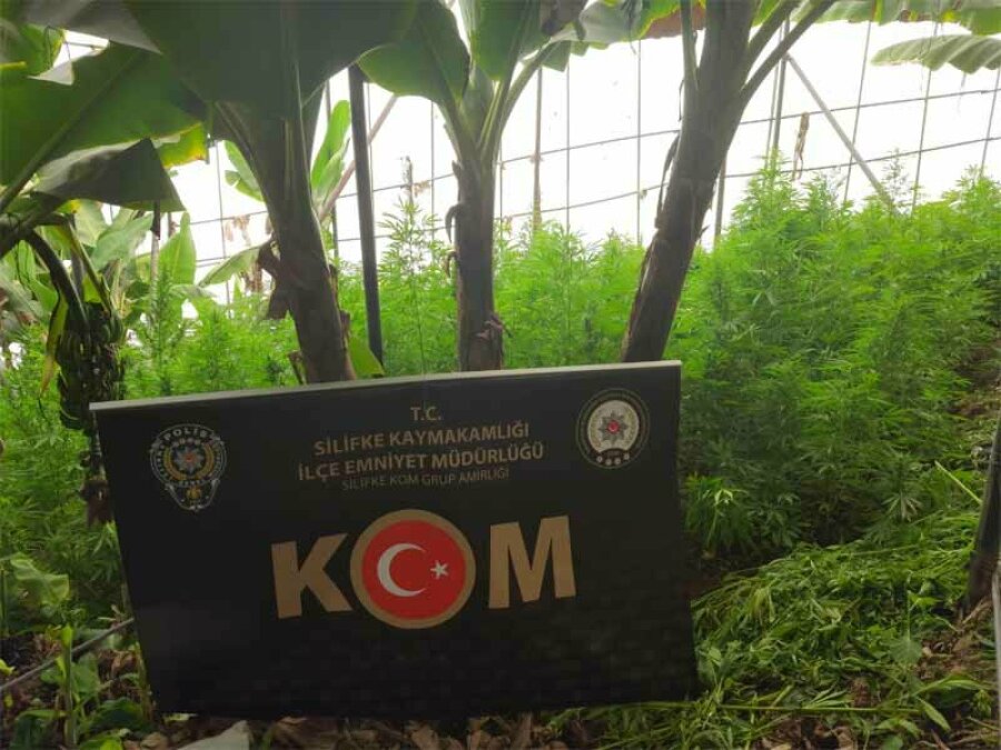 MERSİN POLİSİ MUZ SERASINDA 7.300 KÖK KENEVİR YAKALADI