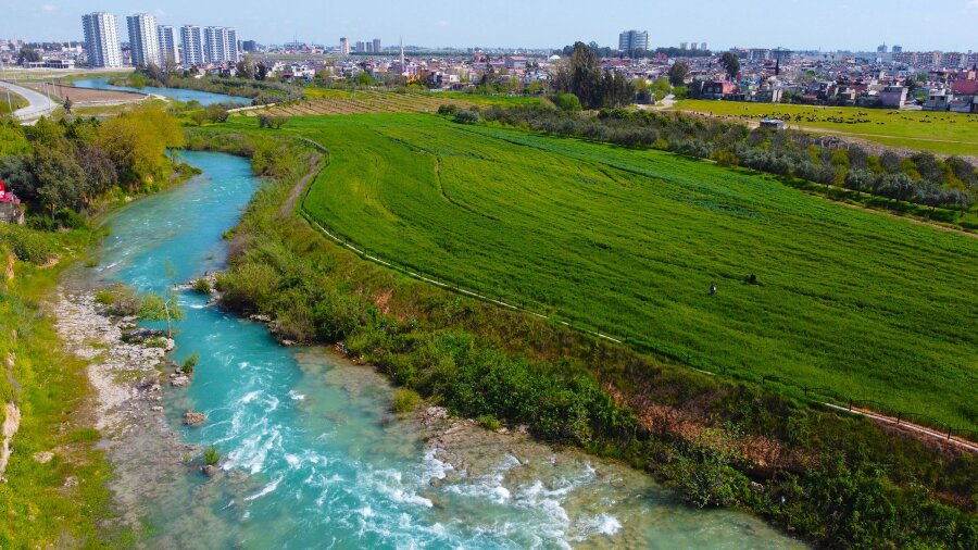BELEDİYE ARAZİLERİNDE KUNDURU BUĞDAYI YETİŞİYOR